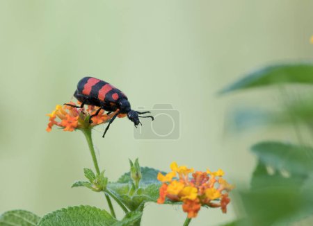 Téléchargez les photos : Hycleus-Hycleus est un genre de scarabée vésiculeux de la famille des Meloidae.. - en image libre de droit