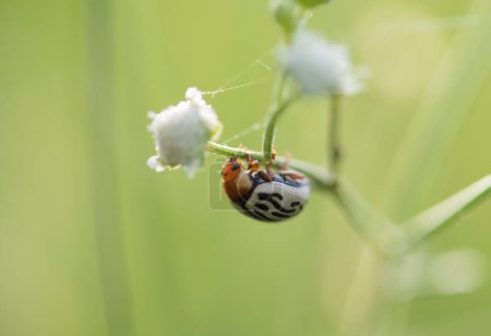 Photo for Lady bug-Beetle on plant - Royalty Free Image