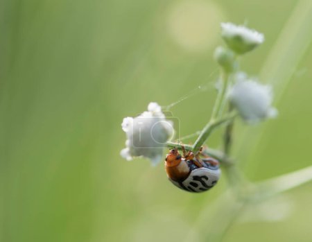 Téléchargez les photos : Lady bug-Beetle on plant - en image libre de droit
