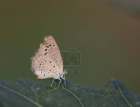 Foto de Mariposa azul hierba pálida - Imagen libre de derechos