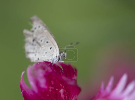 Téléchargez les photos : Pale grass blue on pink flower - en image libre de droit