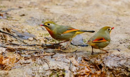 Téléchargez les photos : Léiothrix à bec rouge oiseaux - en image libre de droit