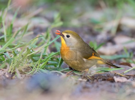 Photo for Red billed leiothrix on the ground - Royalty Free Image