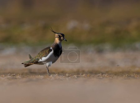 Téléchargez les photos : Northern lapwing (Vanellus vanellus) in the morning - en image libre de droit