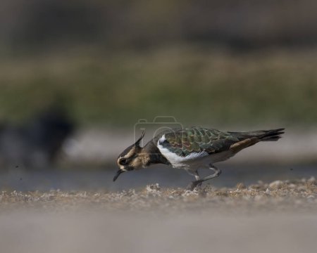Photo for Northern lapwing (Vanellus vanellus) feeding in the morning - Royalty Free Image