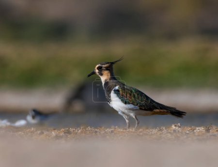 Photo for Northern lapwing (Vanellus vanellus) in the morning - Royalty Free Image