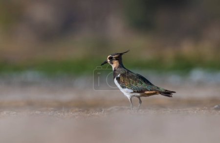 Photo for Northern lapwing (Vanellus vanellus) in the morning - Royalty Free Image