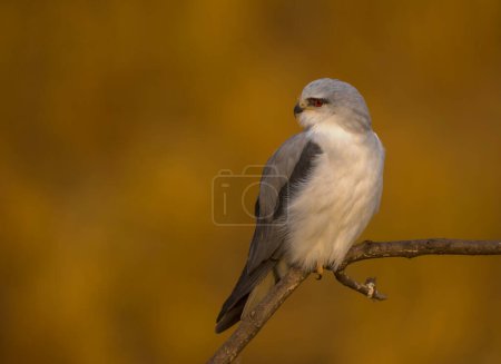 Photo for Black-shouldered kite (Elanus caeruleus) perched on a branch in the morning of Winter - Royalty Free Image