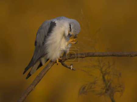 Téléchargez les photos : Black-shouldered kite cleaning feathers (Elanus caeruleus) perched on a branch in the morning. - en image libre de droit