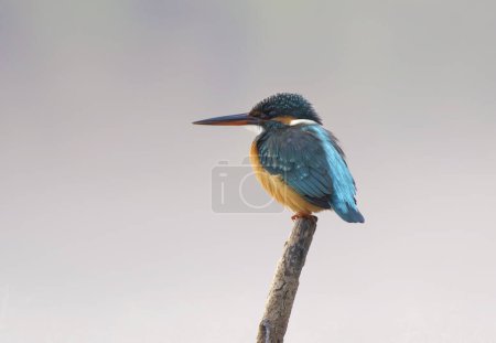 Photo for Common kingfisher (Alcedo atthis) on perch in morning - Royalty Free Image