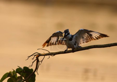 Téléchargez les photos : Beau martin-pêcheur au coucher du soleil - en image libre de droit