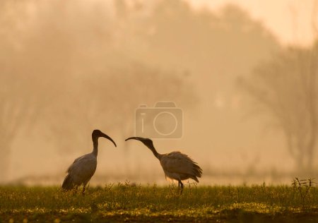 Foto de Vista del ibis de cabeza negra - Imagen libre de derechos