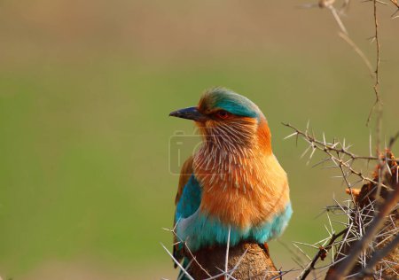 Photo for Indian Roller Coracias benghalensis/ in the morning light with green backdrop - Royalty Free Image