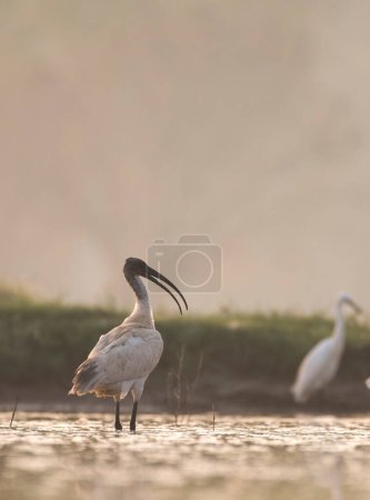 Photo pour Vue de l'ibis à tête noire - image libre de droit