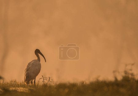 Téléchargez les photos : Vue de l'ibis à tête noire - en image libre de droit