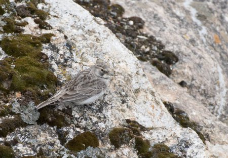 Foto de Un pájaro alondra de cuernos en una roca en las montañas - Imagen libre de derechos