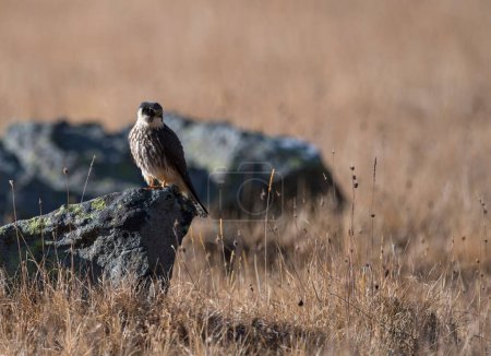 Photo for A Eurasian hobby bird on a rock - Royalty Free Image