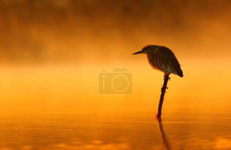Téléchargez les photos : Héron étang indien à la recherche au coucher du soleil - en image libre de droit