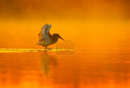Photo for Indian pond heron in search at sunset - Royalty Free Image