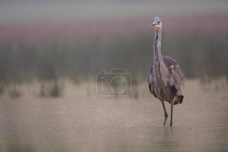Téléchargez les photos : Gray heron in marshland - en image libre de droit