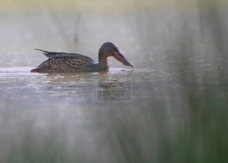 Photo for Northern Shoveler in water at morning - Royalty Free Image