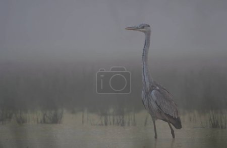 Foto de Garza gris en el pantano - Imagen libre de derechos