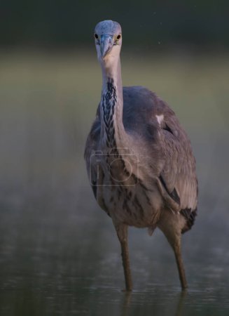Téléchargez les photos : Héron gris dans le marais - en image libre de droit