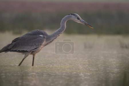 Photo for Gray heron in marshland - Royalty Free Image