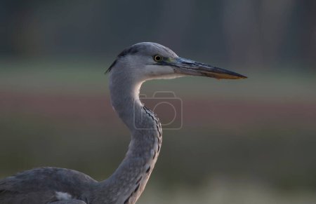 Photo for The grey heron (Ardea cinerea) - Royalty Free Image