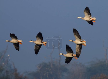 Photo for Flying geese in the morning - Royalty Free Image