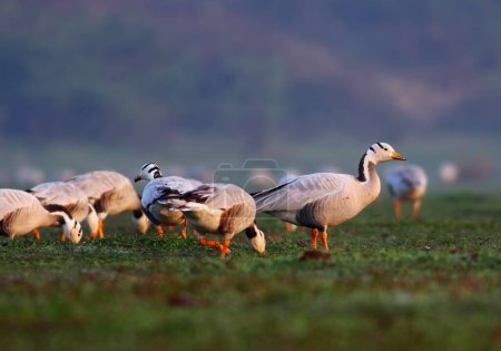 Photo for Bar headed geese in the morning - Royalty Free Image