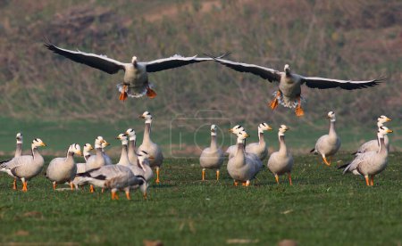 Photo for Flock of Bar headed geese - Royalty Free Image