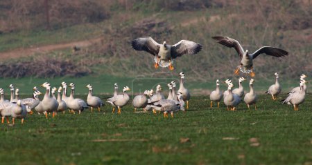 Photo for Flock of Bar headed geese - Royalty Free Image