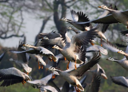 Téléchargez les photos : Flying geese in the morning - en image libre de droit