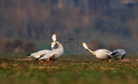Photo for Bar headed geese in the morning - Royalty Free Image