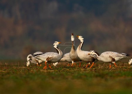 Photo for Flock of bar headed geese at sunset - Royalty Free Image