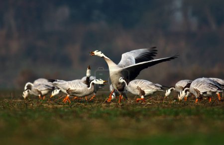 Foto de Bar headed geese in the morning - Imagen libre de derechos