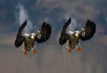 Foto de Bar headed geese landing - Imagen libre de derechos