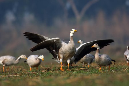 Photo for Flock of bar-headed geese (Anser indicus) - Royalty Free Image