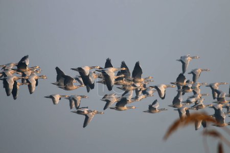 Photo for Flying geese in the morning - Royalty Free Image