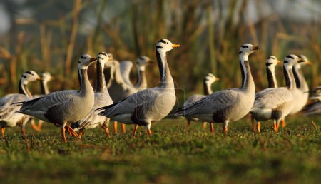 Photo for Flock of bar headed geese at sunset - Royalty Free Image