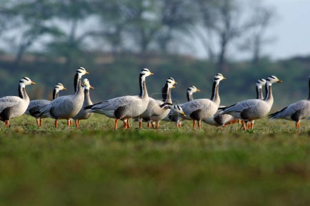 Photo for Flock of bar headed geese - Royalty Free Image