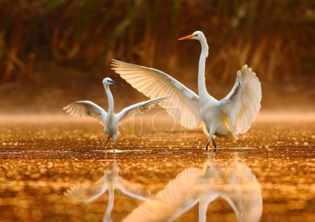 egrets in wetland during sunset 
