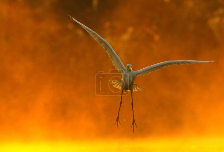 Téléchargez les photos : Petite aigrette (Egretta garzetta), oiseau seul debout dans l'eau au lever du soleil - en image libre de droit