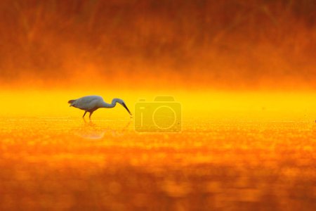Téléchargez les photos : Grande aigrette sur l'étang au coucher du soleil - en image libre de droit