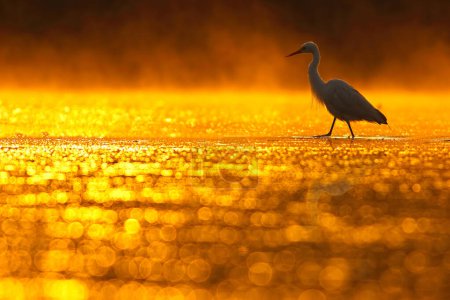 Photo for Great egret on the pond at sunset - Royalty Free Image