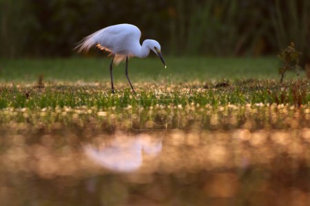 Téléchargez les photos : Petite aigrette (Egretta garzetta), oiseau seul debout dans l'eau au lever du soleil - en image libre de droit