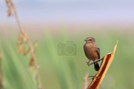 Photo for Pied bush chat portrait with green background - Royalty Free Image