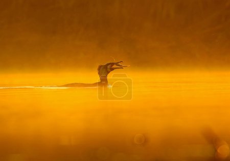 Foto de Ganso de caza de peces en el lago durante el hermoso atardecer naranja - Imagen libre de derechos