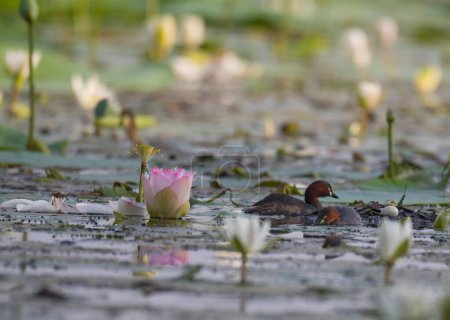 Téléchargez les photos : Vue rapprochée du canard dans un étang couvert de fleurs de lotus - en image libre de droit
